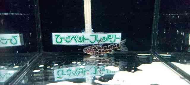 ̑i^i}Yj