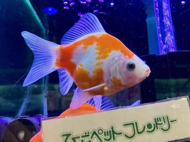 ̑ij