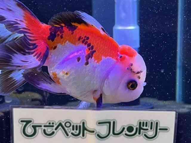 I_q