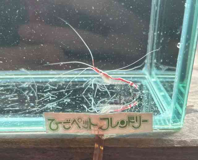 XJNVv