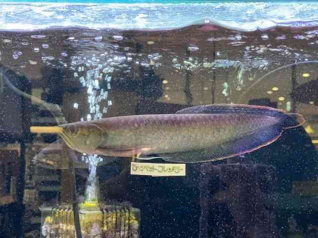 ubNAi