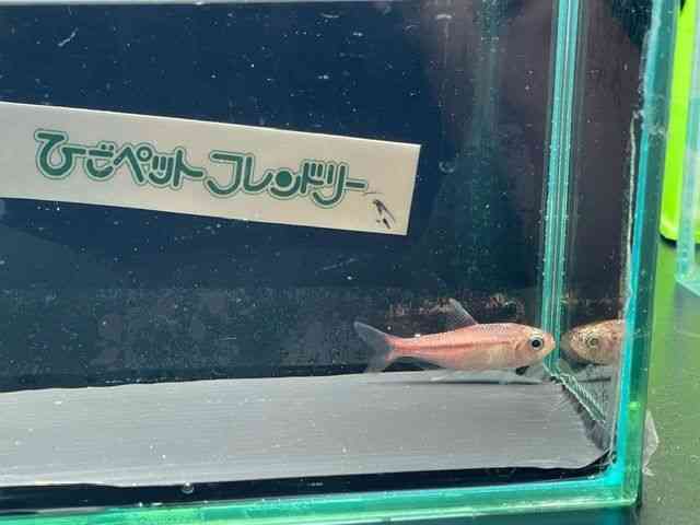 ̑i^E^j
