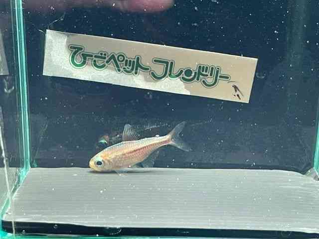 ̑i^E^j