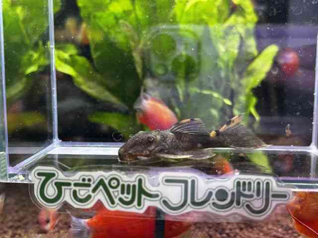 ̑iE^j