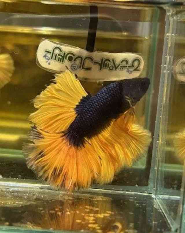 V[x^