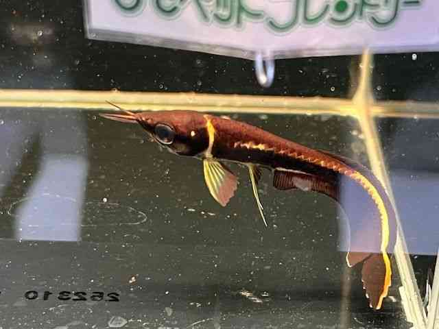 ubNAi