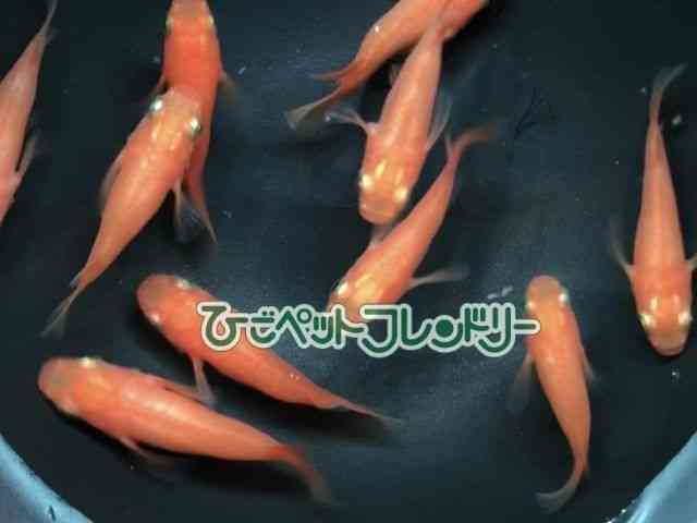 ̑iǃ_Jj