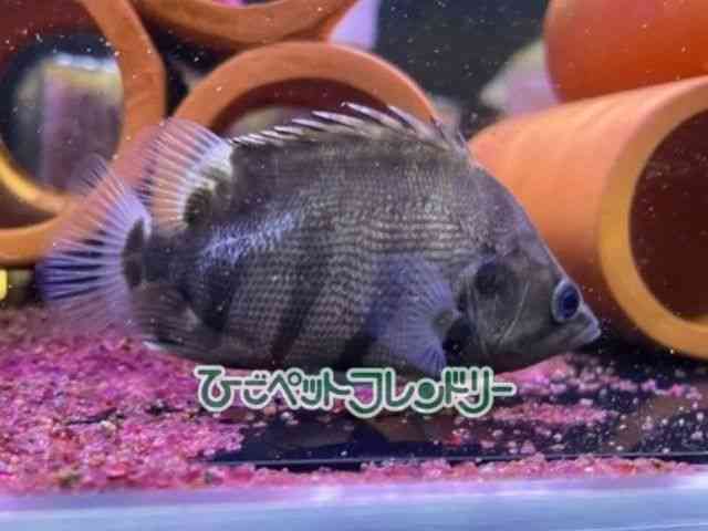 ̑i_gjIj