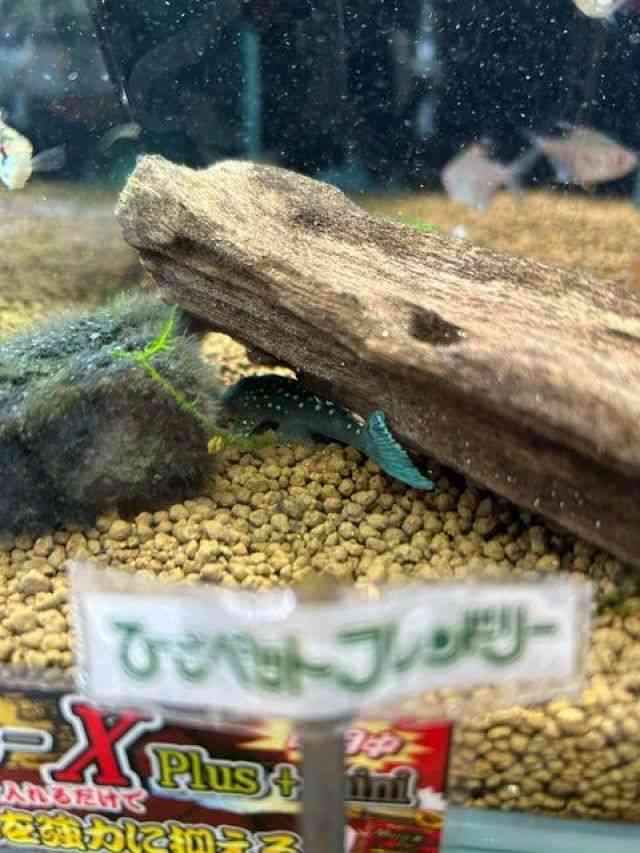 yReBA
