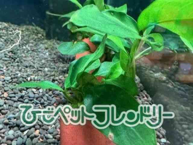AkrAXEii