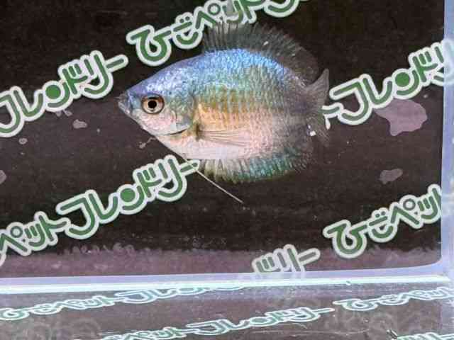 h[tO~[