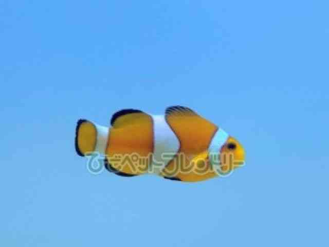 JNN}m~
