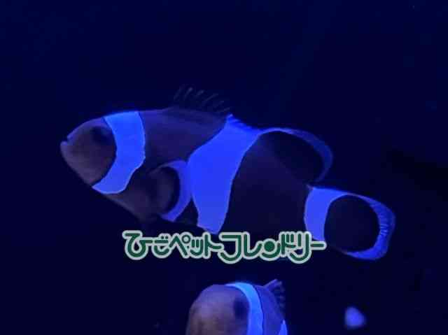 ubNIZX