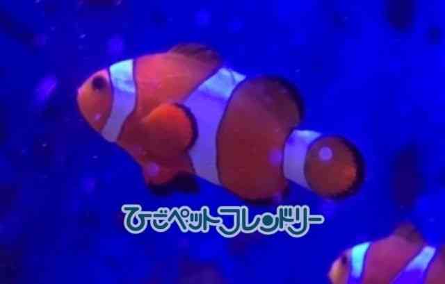 JNN}m~