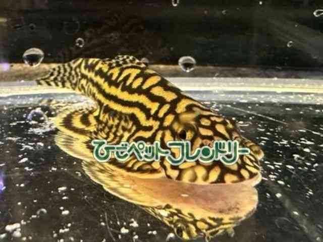 `Cio^tCvR