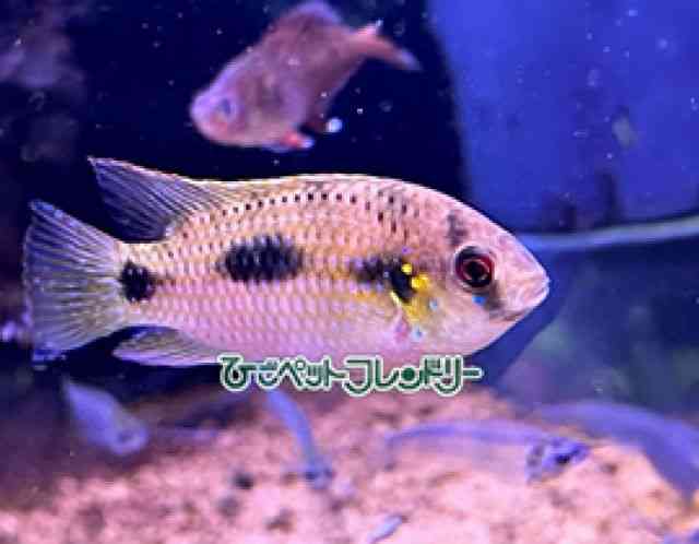 ̑iE^j