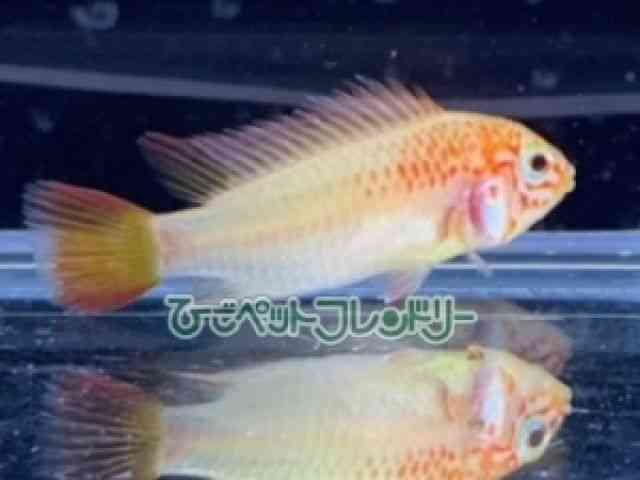 AsXgO}