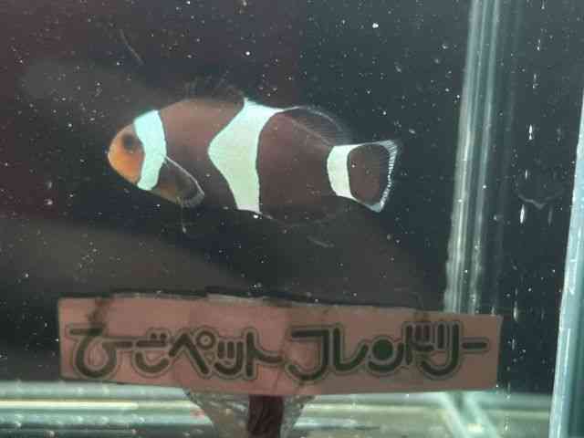 JNN}m~