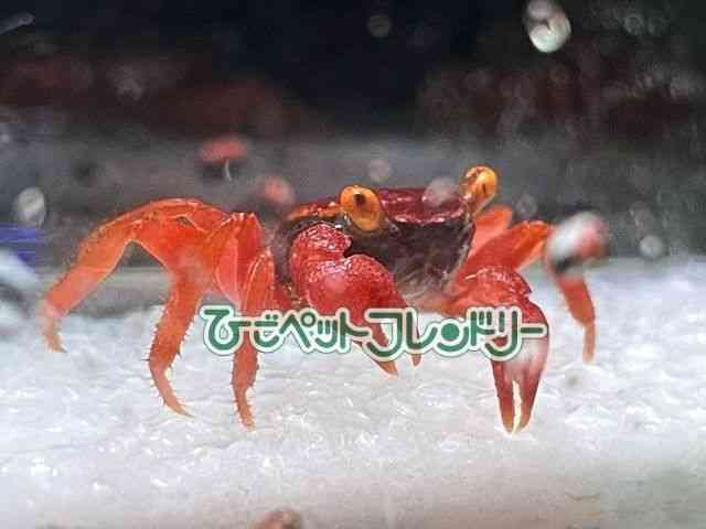 ̑iMьnbkށj