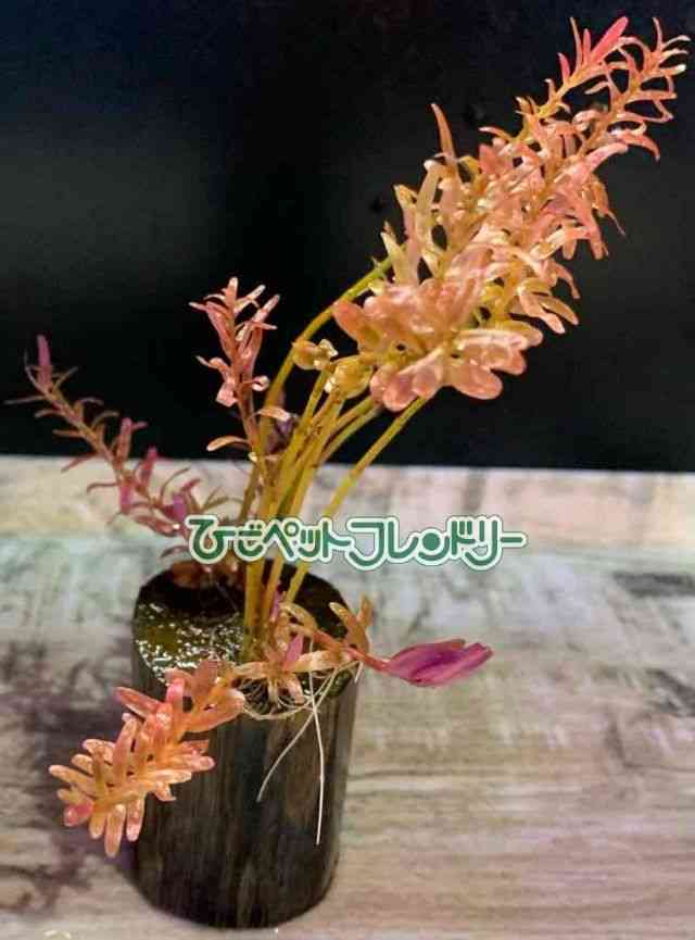 ȋj