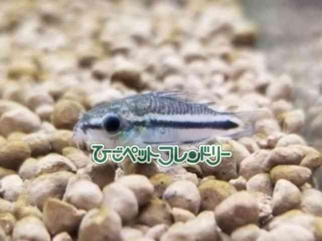 RhX@V[gm[Y