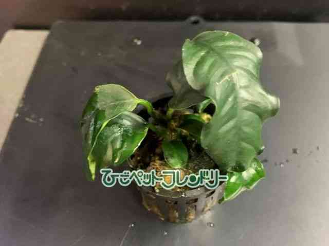̑iAkrAXj