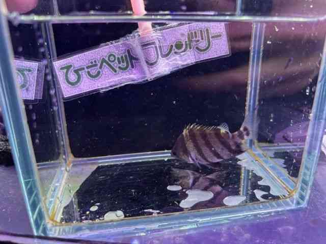 ̑i_gjIj
