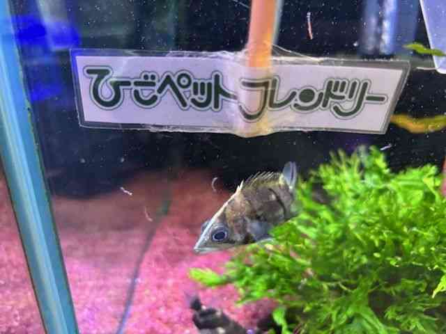 _gjIEvX