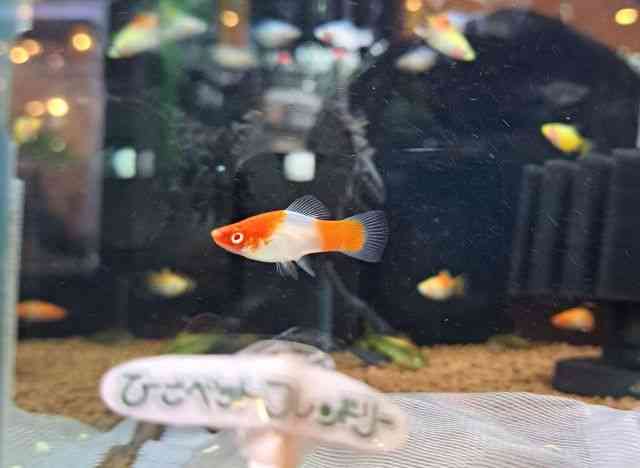 \[he[