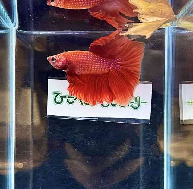 V[x^