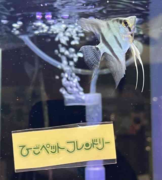 G[tBbV
