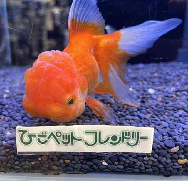 I_q