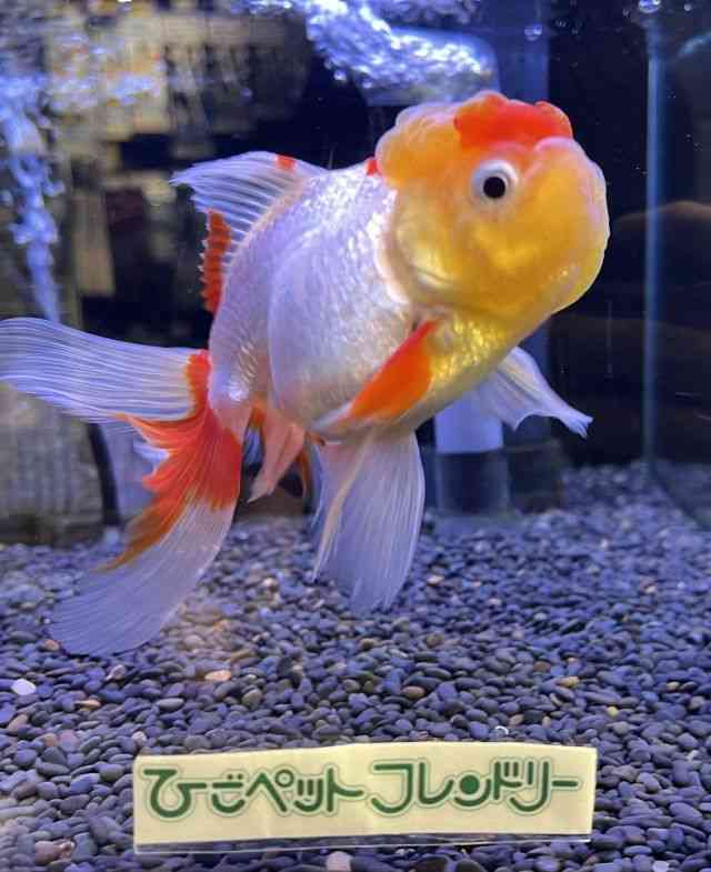 I_q