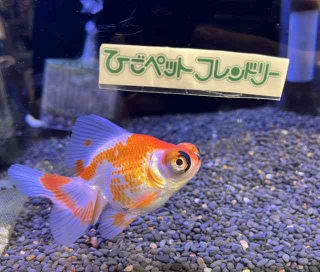 ̑ij