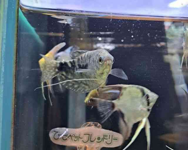 ̑@O~[