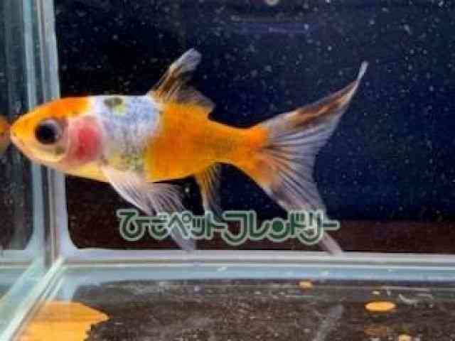 镶
