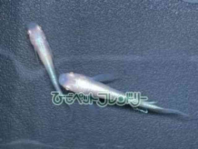 ̑iǃ_Jj