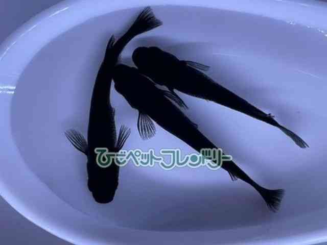 ̑iǃ_Jj