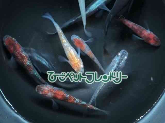 ̑iǃ_Jj