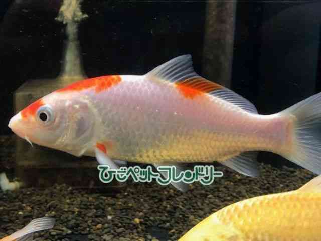 ь