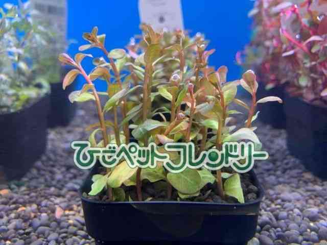 񂹐A