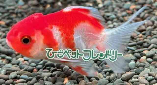I_q