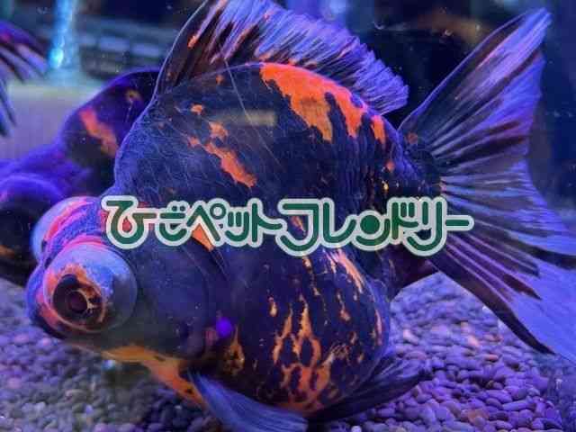 oڋ