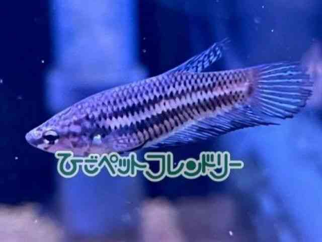 ̑ix^j