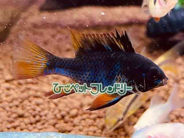 ̑iVNbhj