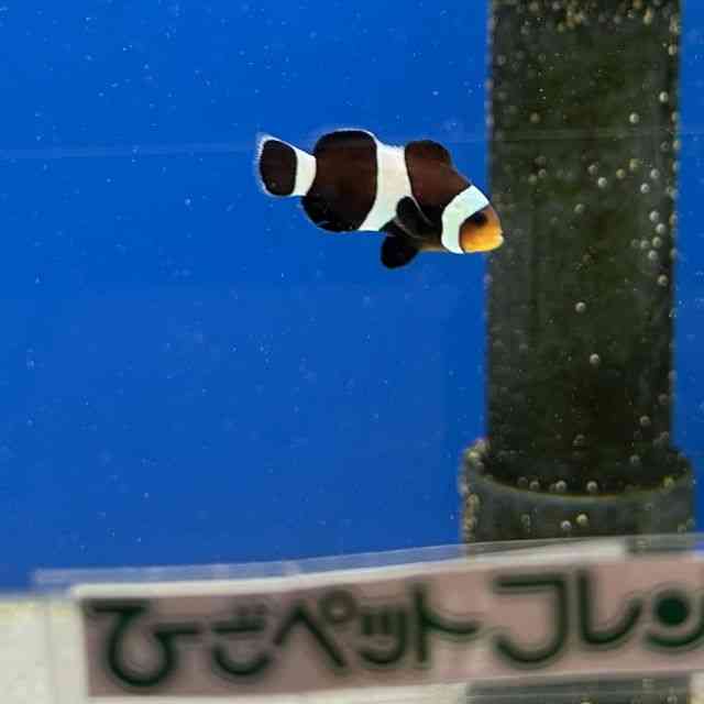 ubNIZX