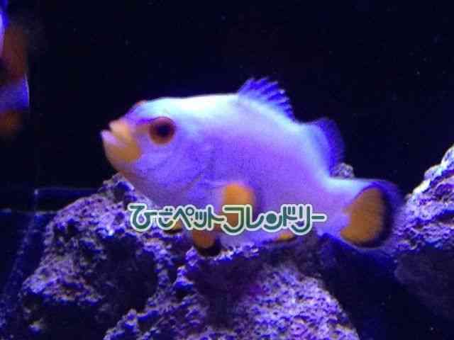 yNNE