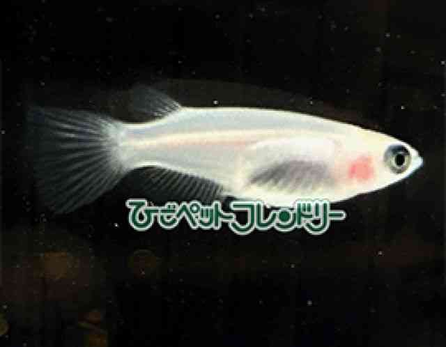 ̑iǃ_Jj