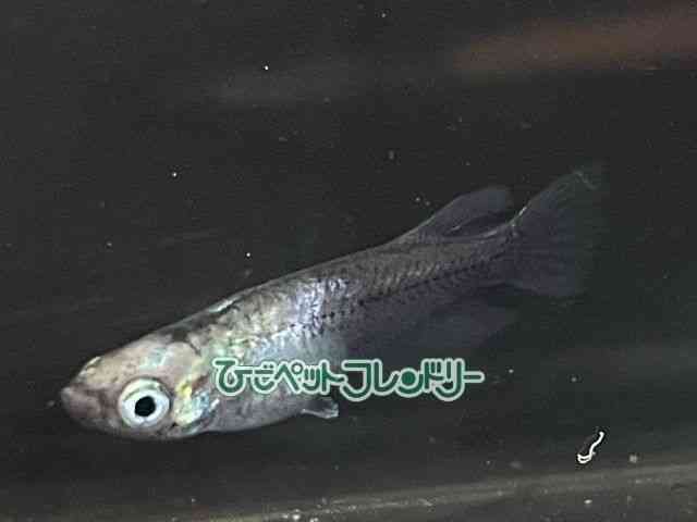 ̑iǃ_Jj