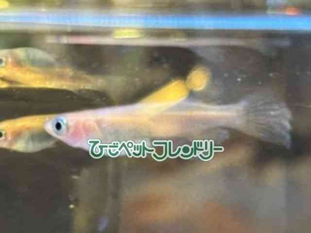 ̑iǃ_Jj